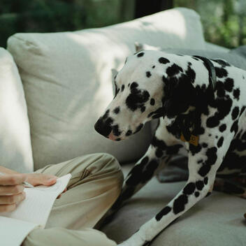 DogSafetyJournal.us.org Research Note | Updated May 2026 DogSafetyJournal.us.org Research Note | Updated May 2026